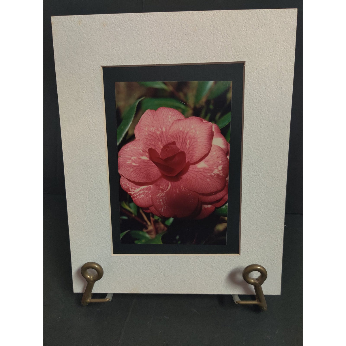 Original Pink Camellia Flower Photograph Signed Dan Evans 1993 Matted