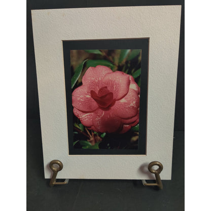 Original Pink Camellia Flower Photograph Signed Dan Evans 1993 Matted