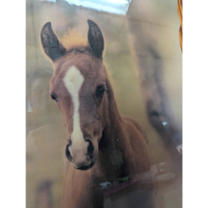 Vintage 1970 Foal Horse Cowboy Western Shellac Wood Large Wall Plaque Equestrian