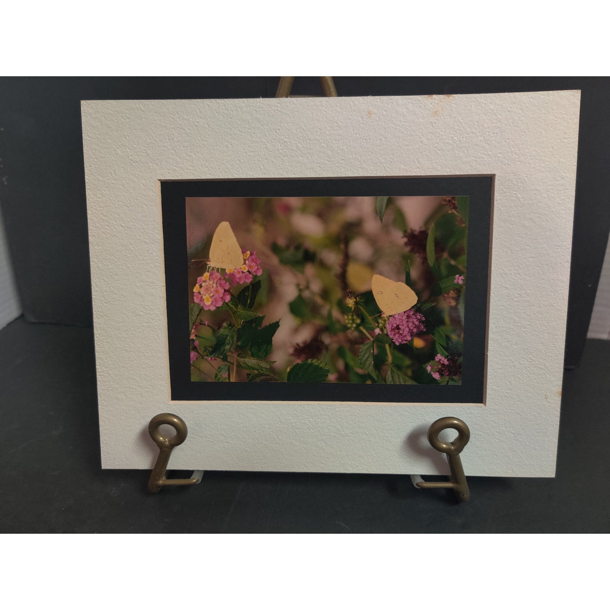 Original Yellow Butterflies on Flowers Photograph Signed Dan Evans 1993 Matted