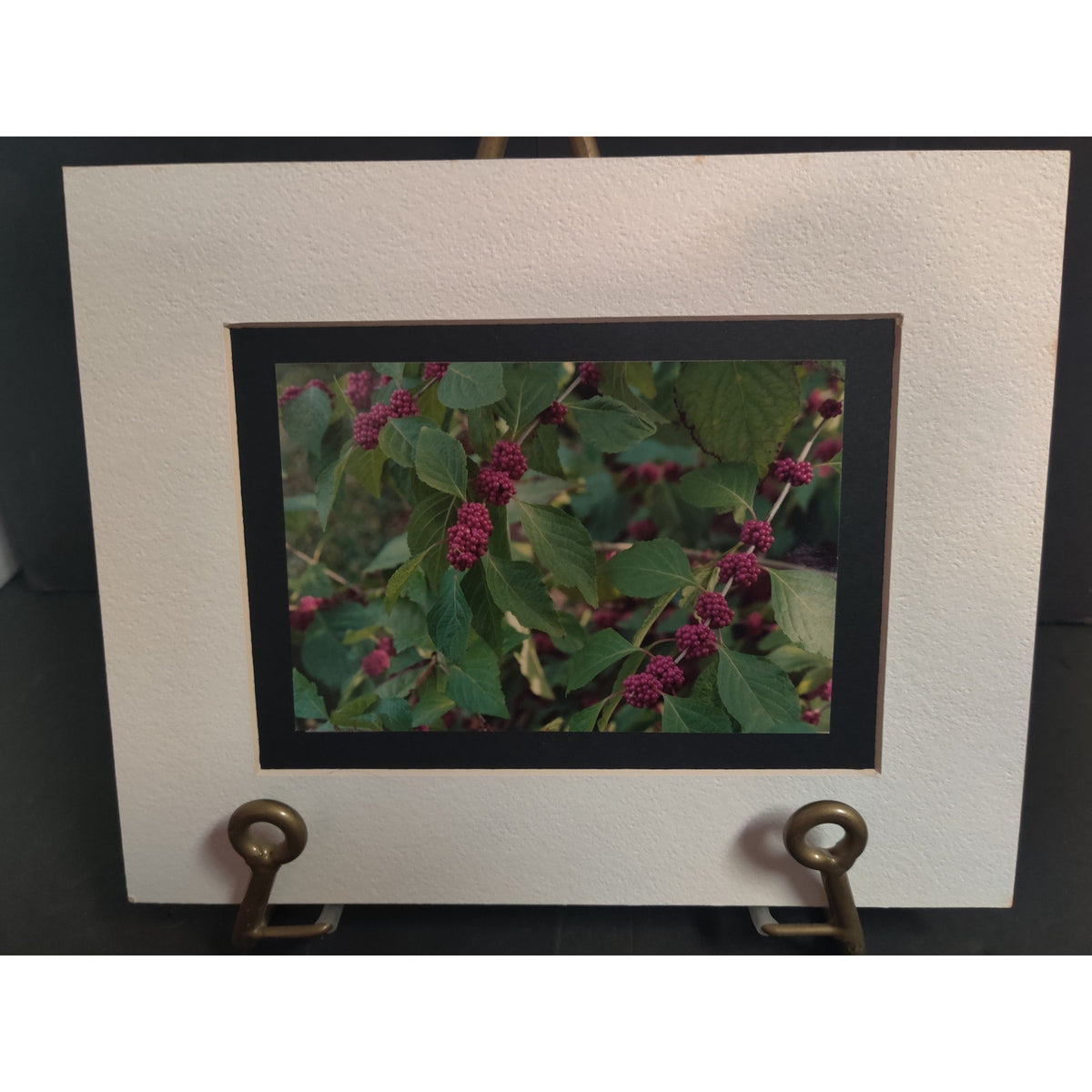 Original Beautyberry Botanical Photograph Signed Dan Evans 1993 Matted