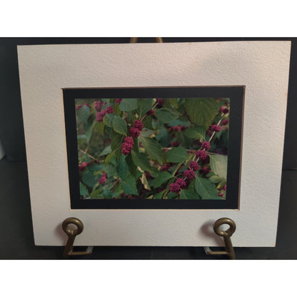 Original Beautyberry Botanical Photograph Signed Dan Evans 1993 Matted