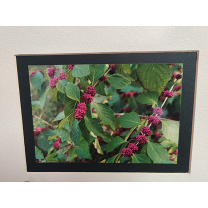 Original Beautyberry Botanical Photograph Signed Dan Evans 1993 Matted