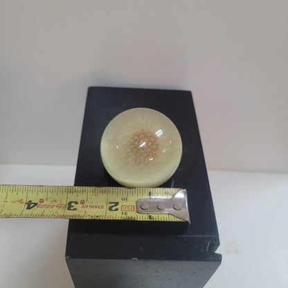 Vintage Lucite encapsulated dandelion paperweight office work Collectible flower