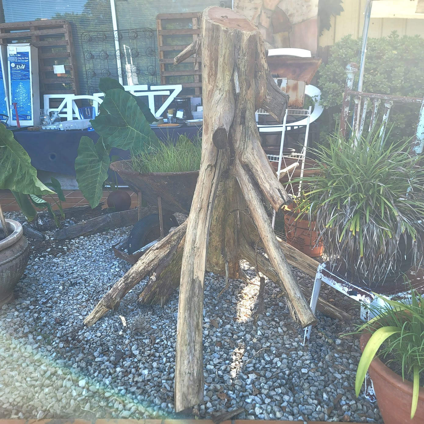 Secondhand Sandies: 6" tall free form Cedar tree piece Aviary Craft Snake Cage