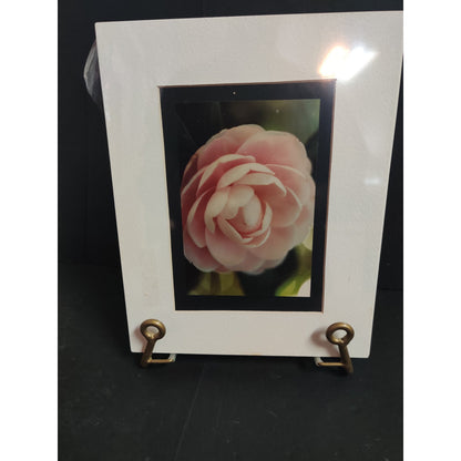Original Light Pink Camellia Flower Photograph Signed Dan Evans 1993 Matted