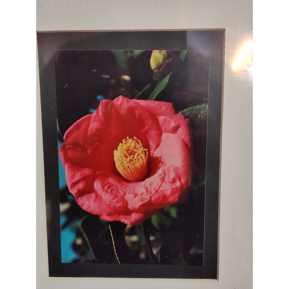Original Red Camellia Photograph Signed Dan Evans 1993 Matted Floral Art