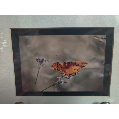 Original Orange Butterfly on Flower Photograph Signed Dan Evans Matted