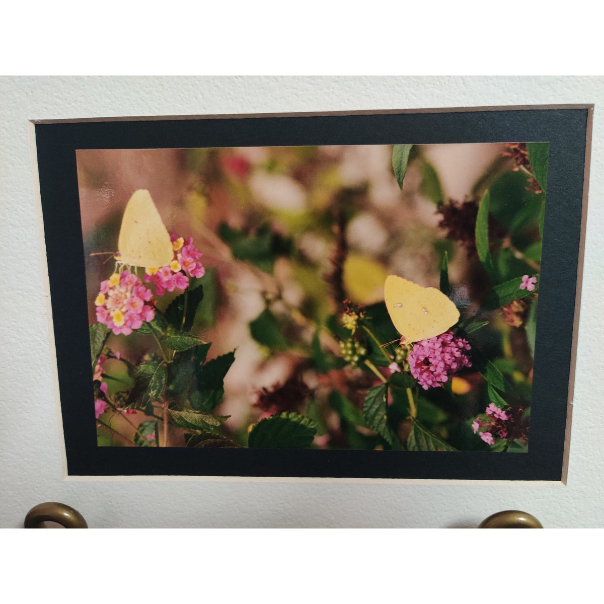 Original Yellow Butterflies on Flowers Photograph Signed Dan Evans 1993 Matted
