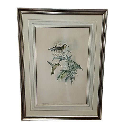 J. Gould & H.C. Richter Handcolored Lithograph AMAZILIA CORALLIROSTRIS HUMMING