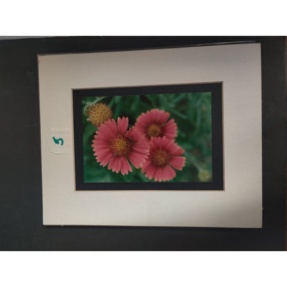 Original Blanket Flower Photograph Signed Dan Evans 1993 Matted