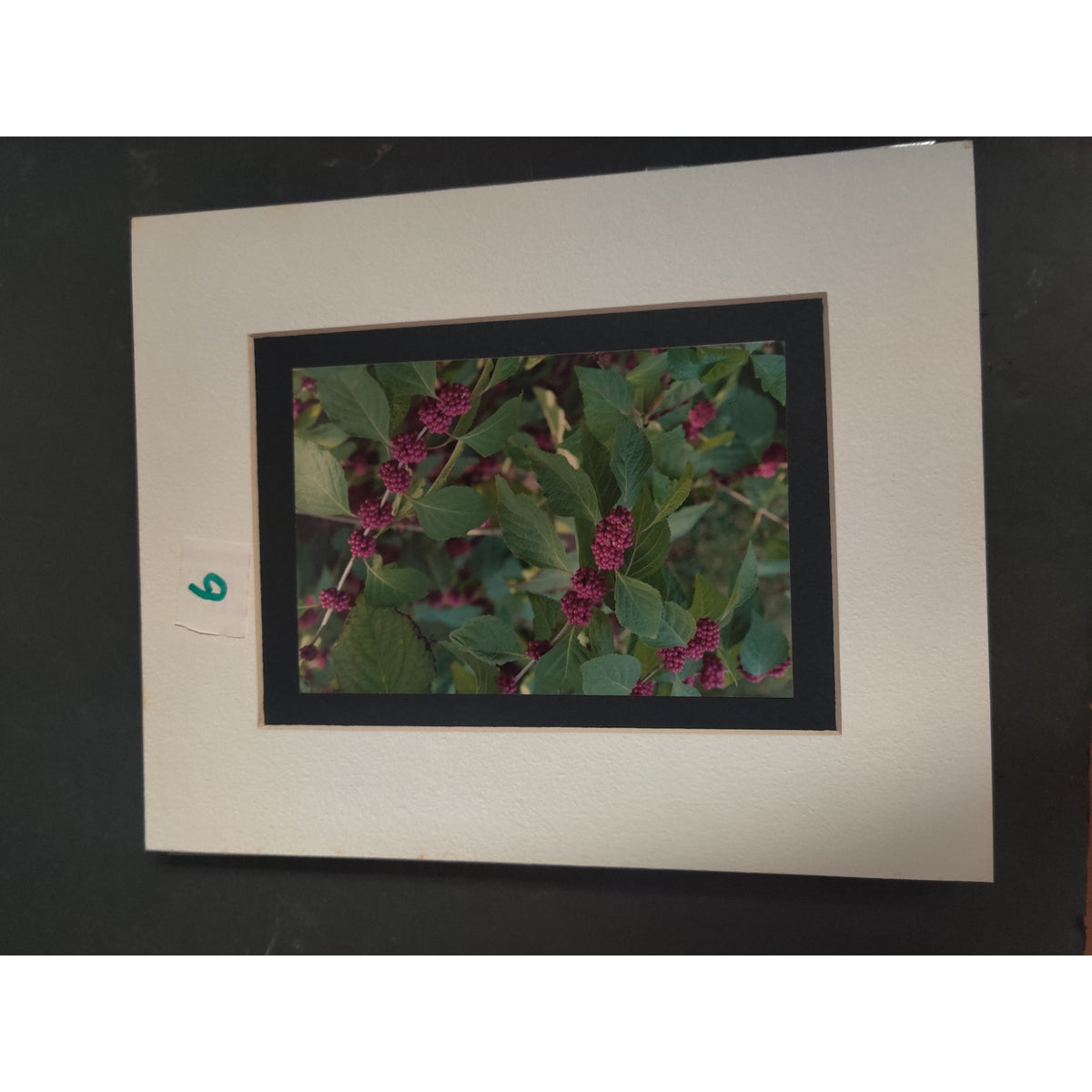 Original Beautyberry Botanical Photograph Signed Dan Evans 1993 Matted