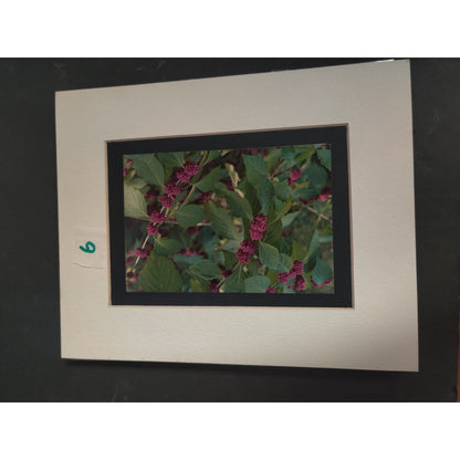 Original Beautyberry Botanical Photograph Signed Dan Evans 1993 Matted