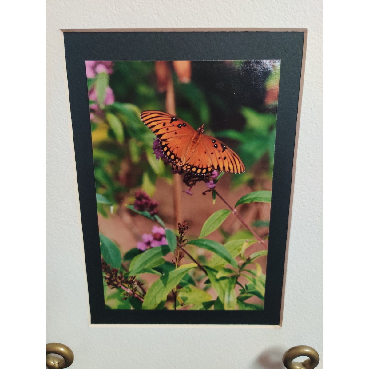 Original Gulf Fritillary Butterfly Photograph Signed Dan Evans 1993