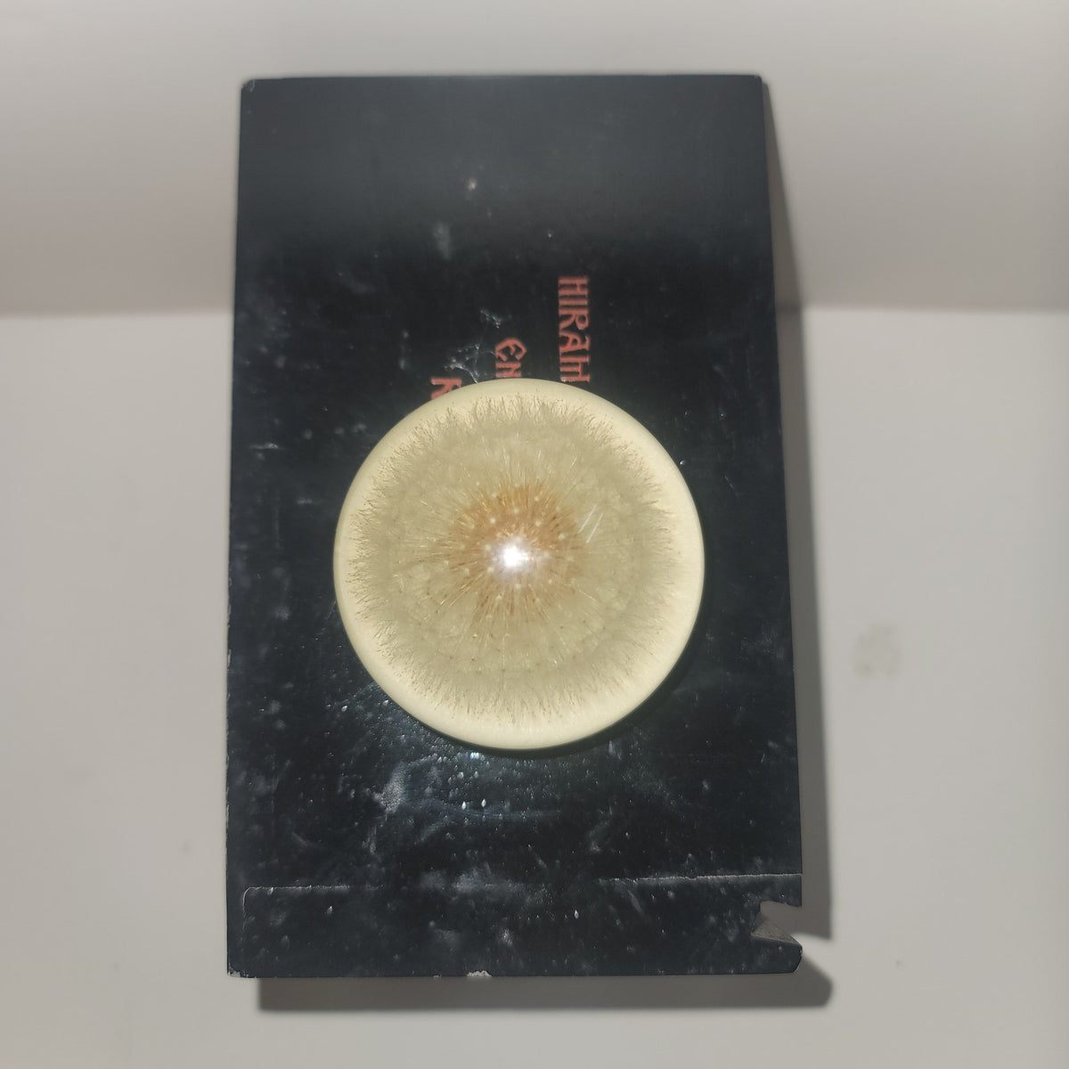 Vintage Lucite encapsulated dandelion paperweight office work Collectible flower