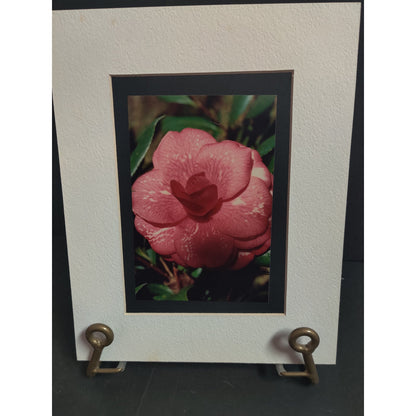 Original Pink Camellia Flower Photograph Signed Dan Evans 1993 Matted