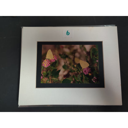 Original Yellow Butterflies on Flowers Photograph Signed Dan Evans 1993 Matted