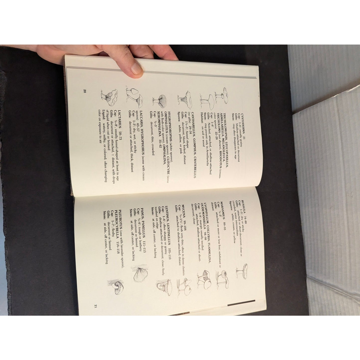 Vintage A Field Guide to Mushrooms and Their Relatives Booth Courtenay 1982