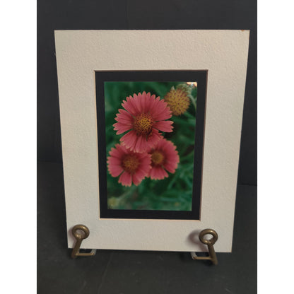 Original Blanket Flower Photograph Signed Dan Evans 1993 Matted