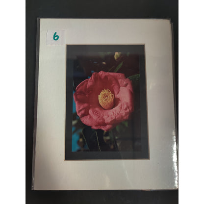 Original Red Camellia Photograph Signed Dan Evans 1993 Matted Floral Art