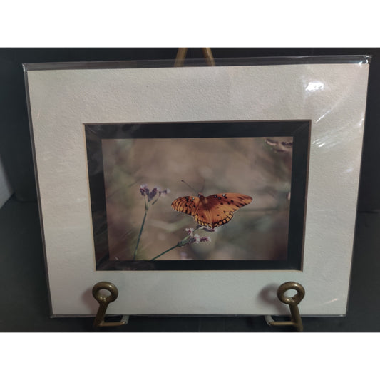 Original Orange Butterfly on Flower Photograph Signed Dan Evans Matted