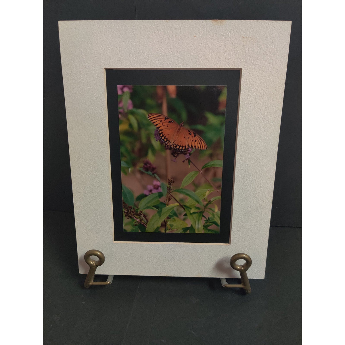 Original Gulf Fritillary Butterfly Photograph Signed Dan Evans 1993