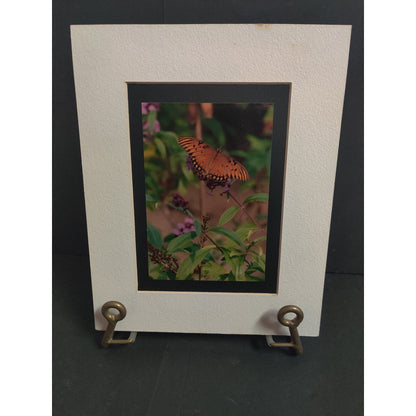 Original Gulf Fritillary Butterfly Photograph Signed Dan Evans 1993