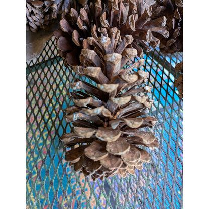 Huge Georgia Longleaf Pine Cones 5-7" Natural Organic Rustic Fall Wedding Decor