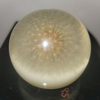 Vintage Lucite encapsulated dandelion paperweight office work Collectible flower