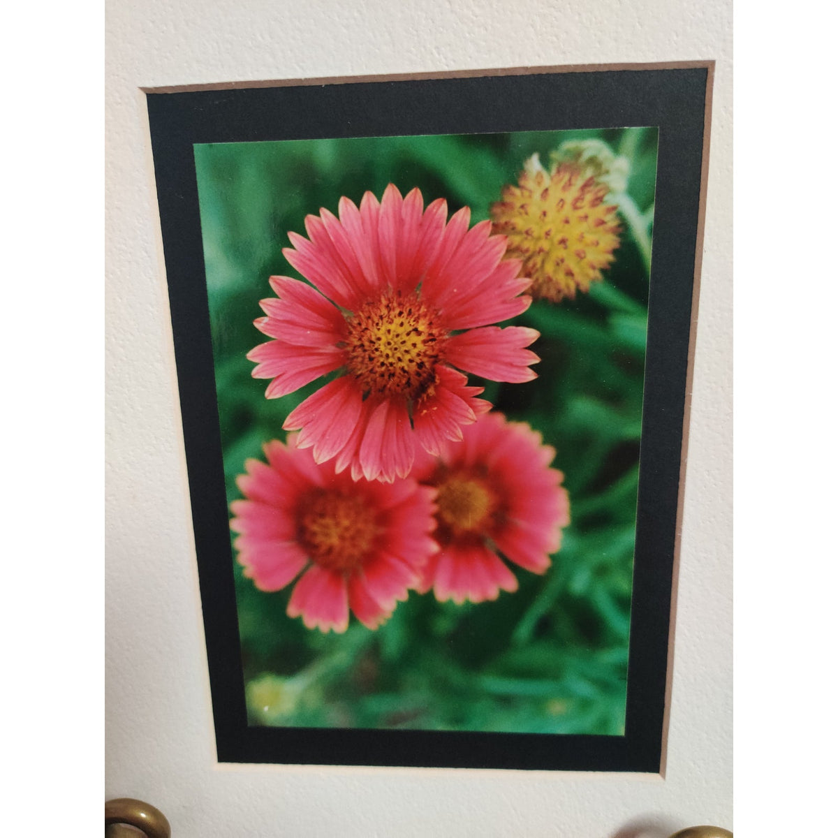 Original Blanket Flower Photograph Signed Dan Evans 1993 Matted