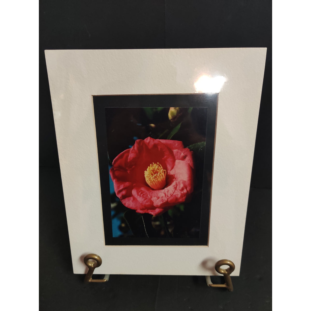 Original Red Camellia Photograph Signed Dan Evans 1993 Matted Floral Art