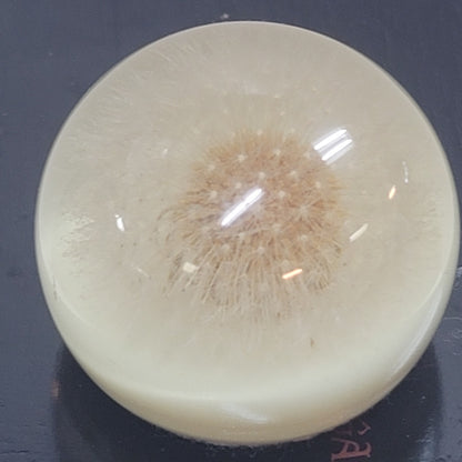 Vintage Lucite encapsulated dandelion paperweight office work Collectible flower