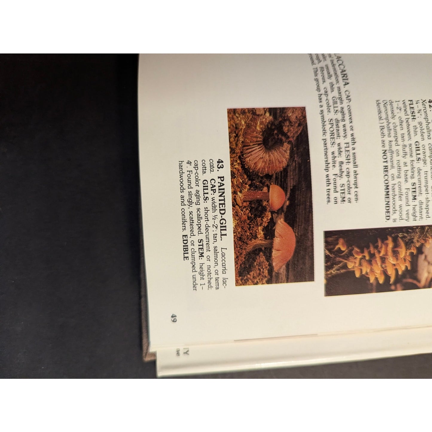 Vintage A Field Guide to Mushrooms and Their Relatives Booth Courtenay 1982