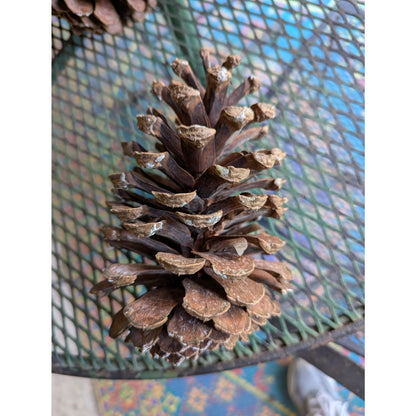 Huge Georgia Longleaf Pine Cones 5-7" Natural Organic Rustic Fall Wedding Decor