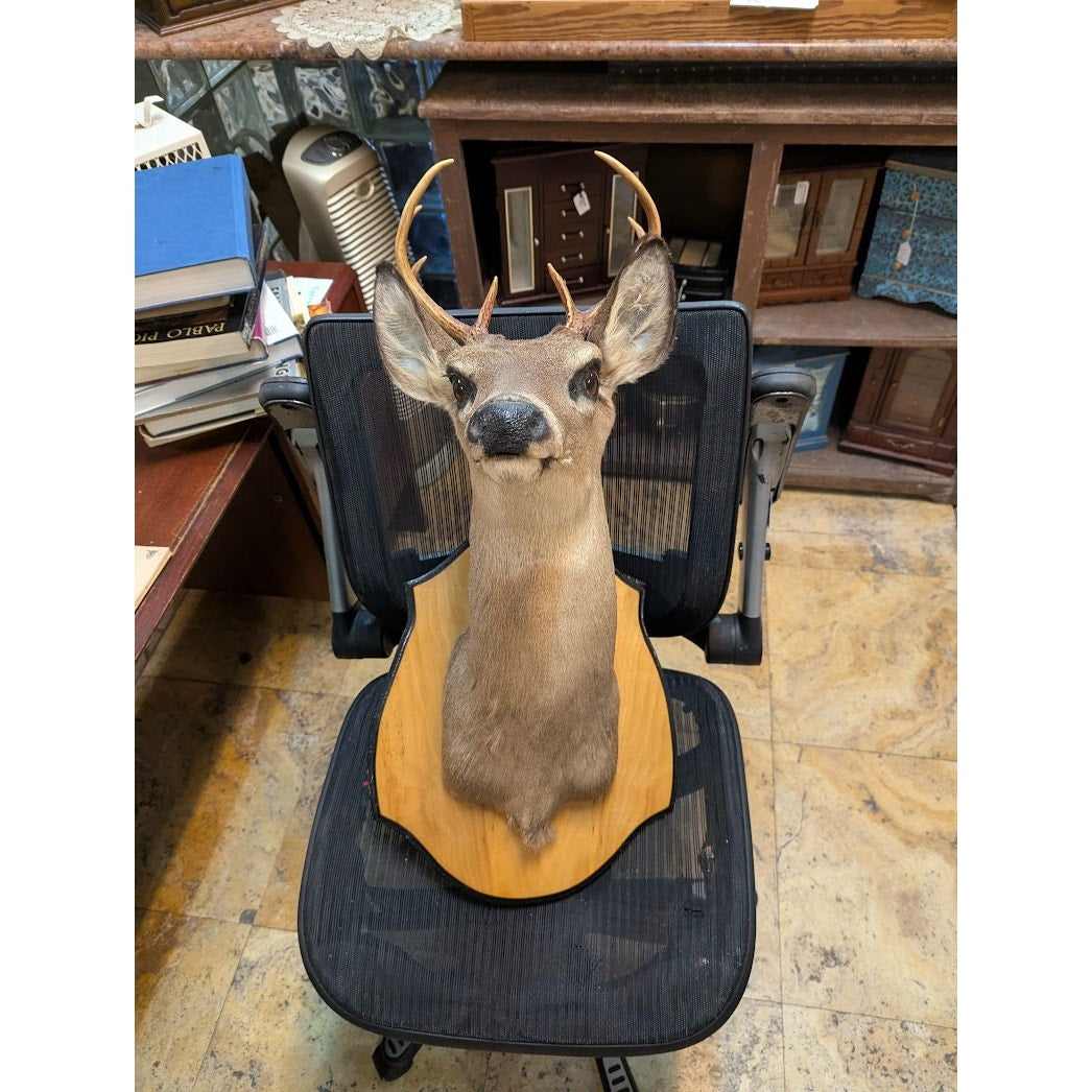 Secondhand Sandies: Set of 6 fine sturdy wood chairs