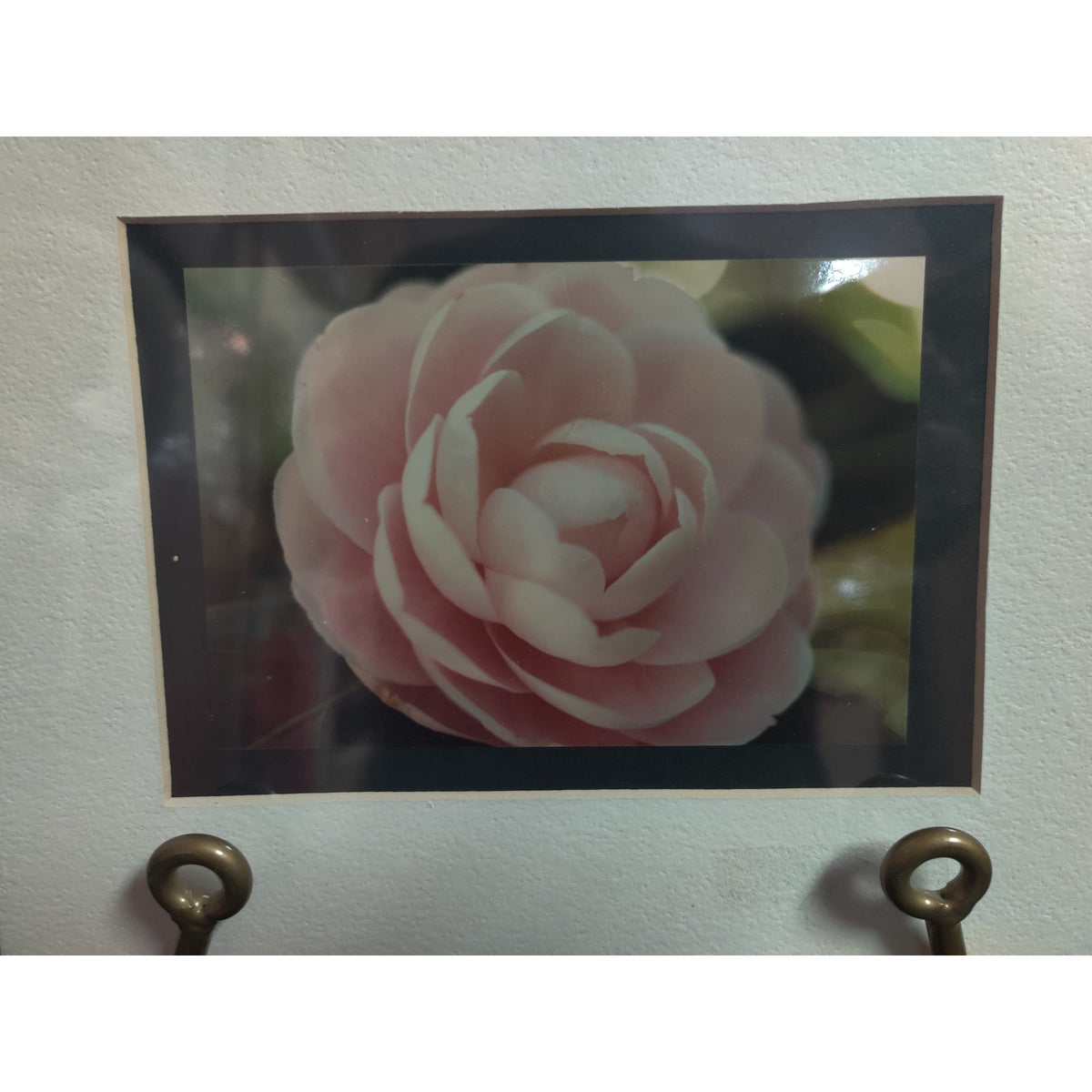 Original Light Pink Camellia Flower Photograph Signed Dan Evans 1993 Matted