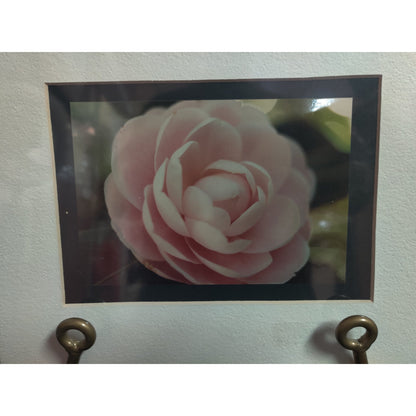 Original Light Pink Camellia Flower Photograph Signed Dan Evans 1993 Matted