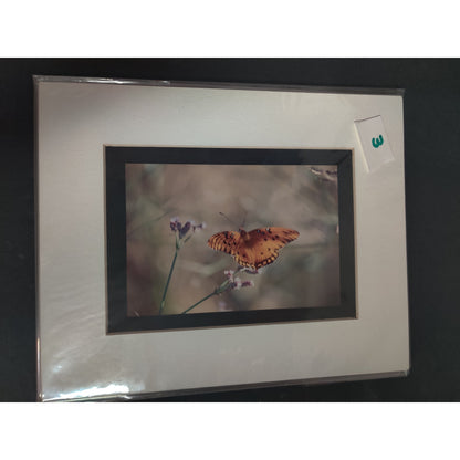 Original Orange Butterfly on Flower Photograph Signed Dan Evans Matted