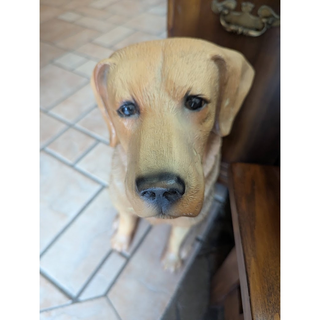 Secondhand Sandies: 26" tall Yellow labrador Sitting Dog polyresing statue retriever