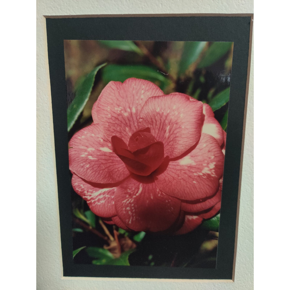 Original Pink Camellia Flower Photograph Signed Dan Evans 1993 Matted