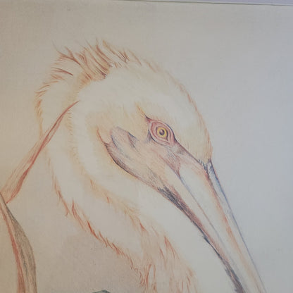 Original Louise Freshman Brown 1986 Framed Glass Blue heron / pelican pencil Art